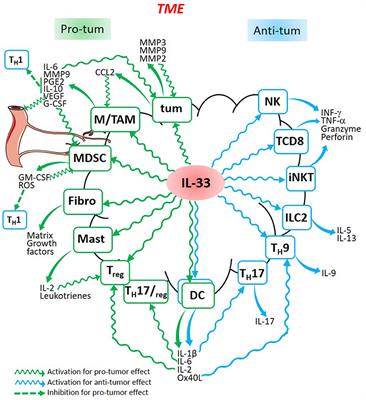 Frontiers | The Pro-tumorigenic IL-33 Involved In Antitumor Immunity: A ...